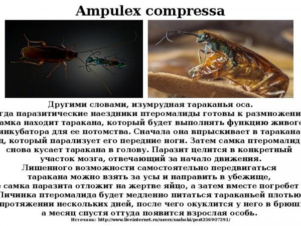 Изумрудная тараканья оса