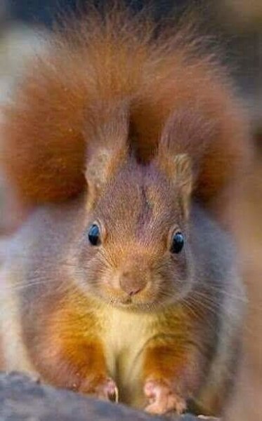 рыжая красотка