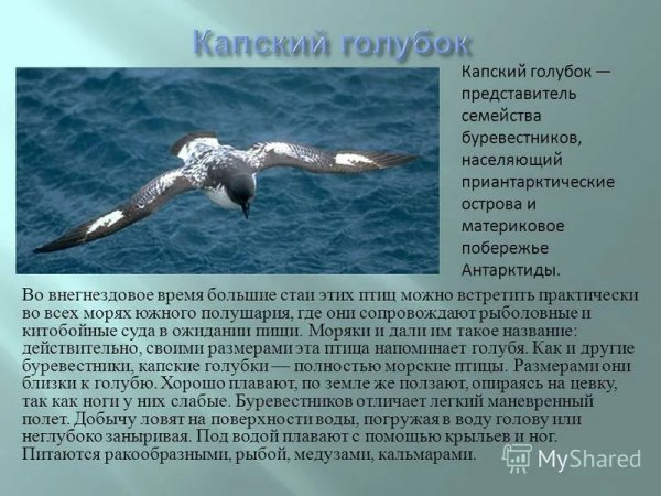 Капский голубок