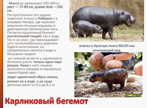 Карликовый бегемот