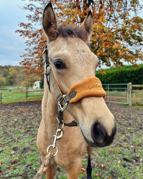 MEDIA # OF HORSE