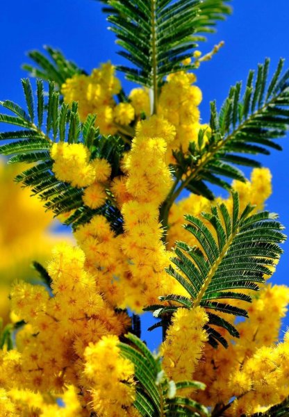 Для вас девчонки этот яркий и красивый букет