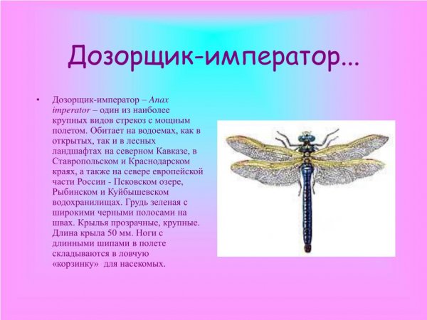 Дозорщик - император