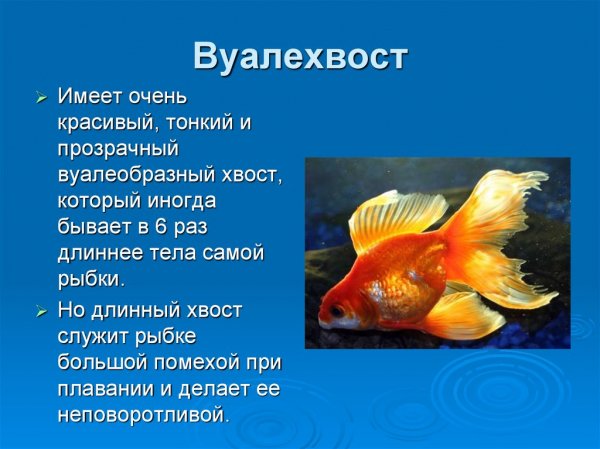 Вуалехвост