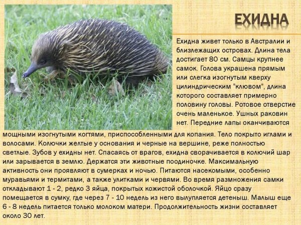 Ехидна