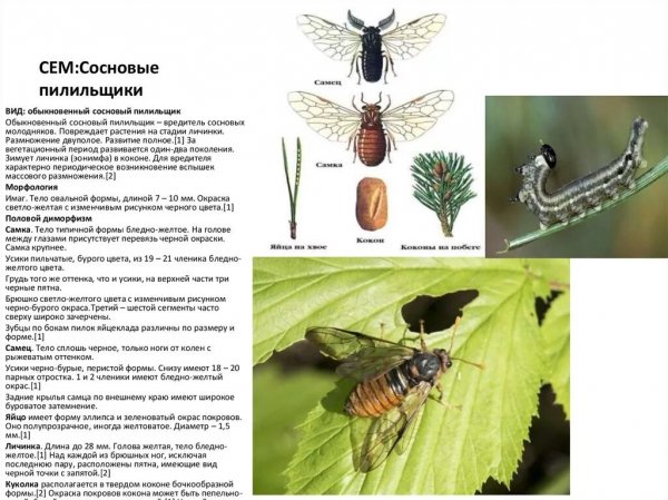 Сосновые пилильщики
