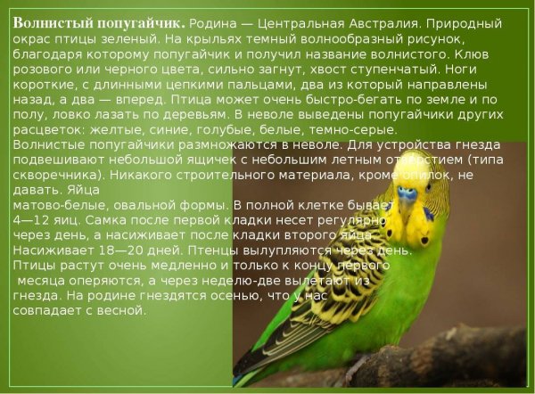 Волнистый попугайчик