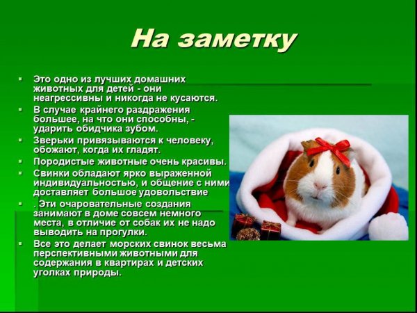 Морские свинки