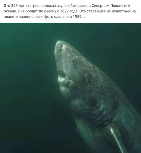 Гренландская Акула