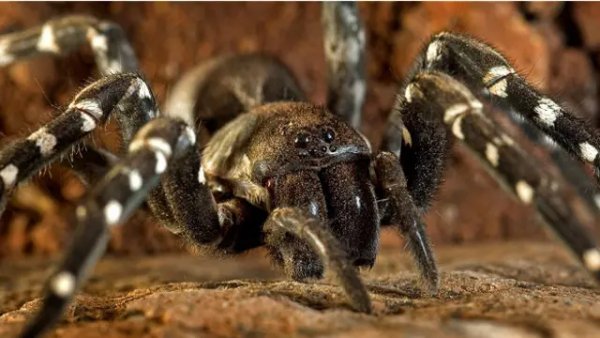 Spider desertas wolf spider hogna ingens