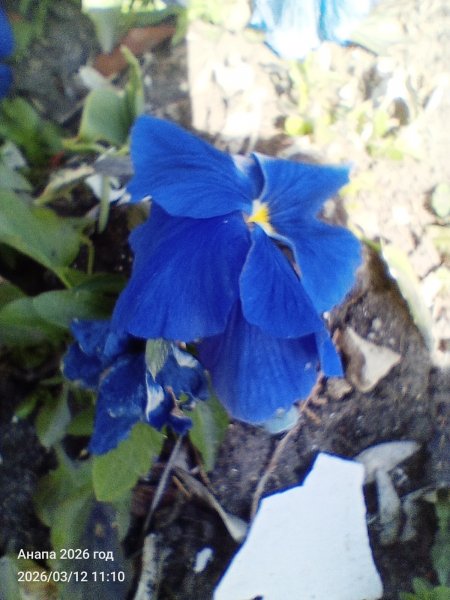 Запоздалая весна в Анапе