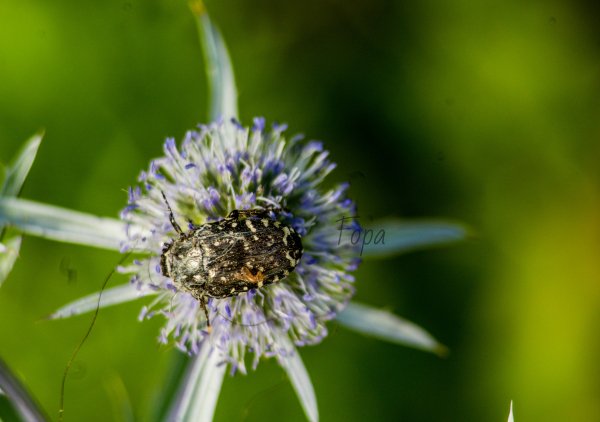 66a279ef9bfd0 IMG 8035 edited