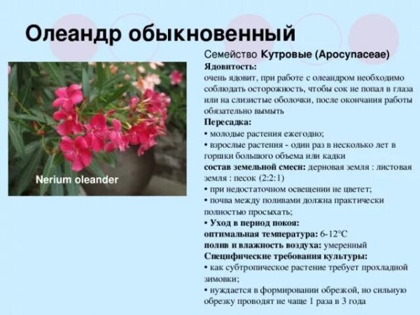 Олеандр обыкновенный