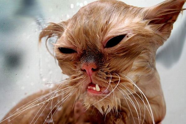 horrorcat