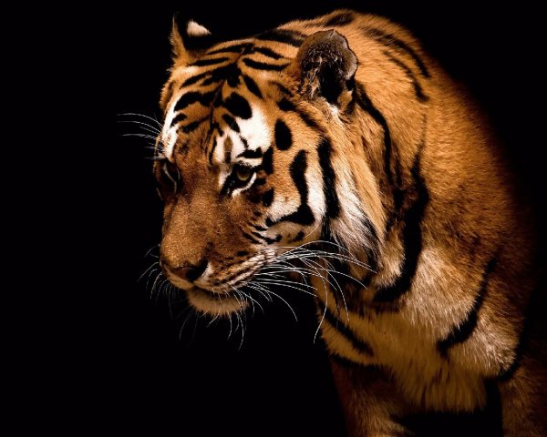 Tiger-hd-wallpapers
