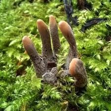 Страшные грибы