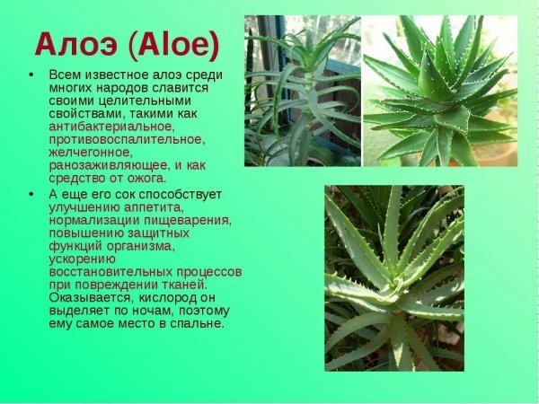 Алоэ