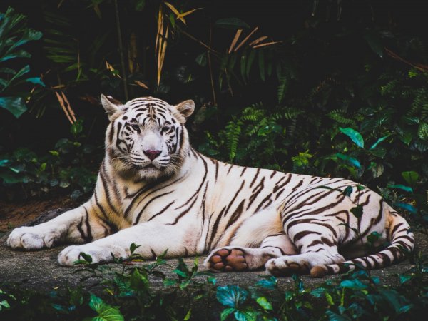 White-tiger-laying-to-rest 2560x1920
