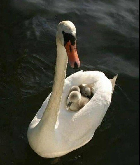 Вот что значит Мама.....