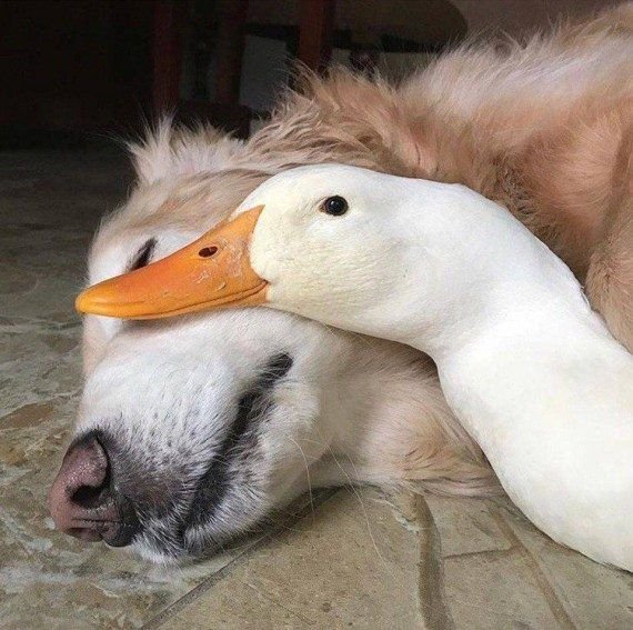 Душевная фотоподборка! Приколы