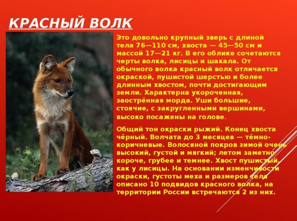 Красный волк