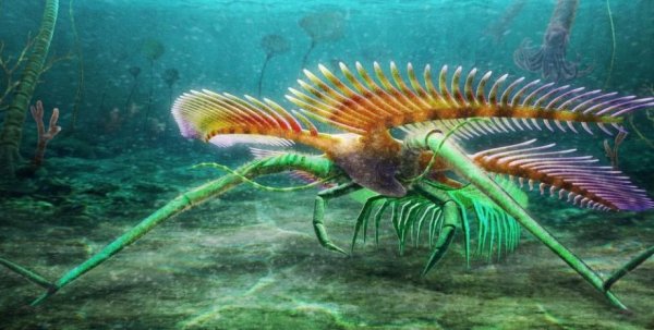 Tomlinsonus dimitrii