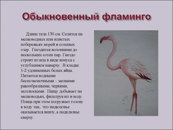 Фламинго