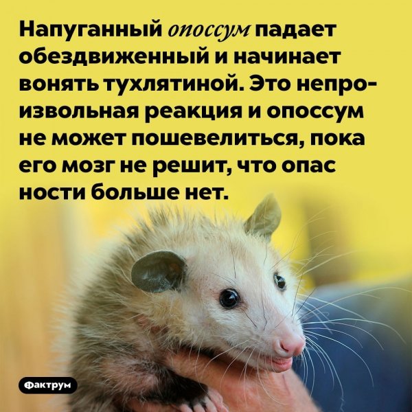 Опоссум