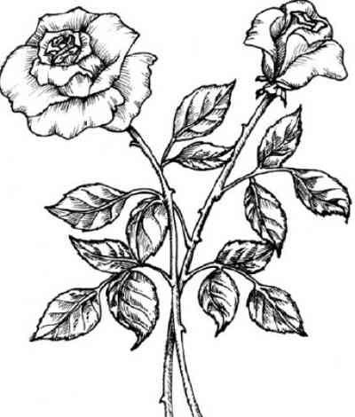 white-rose-tattoo