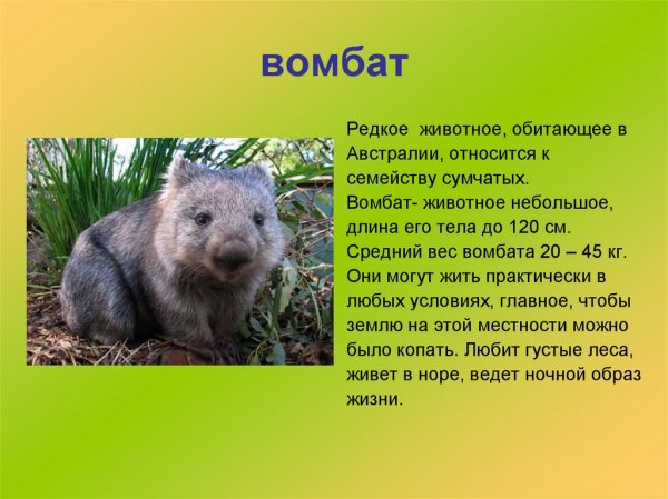 Вомбат