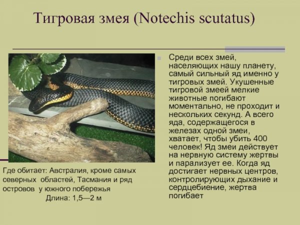 Тигровая змея