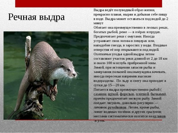 Речная выдра
