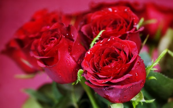 Water-droplets-flowers-red-roses-close-u