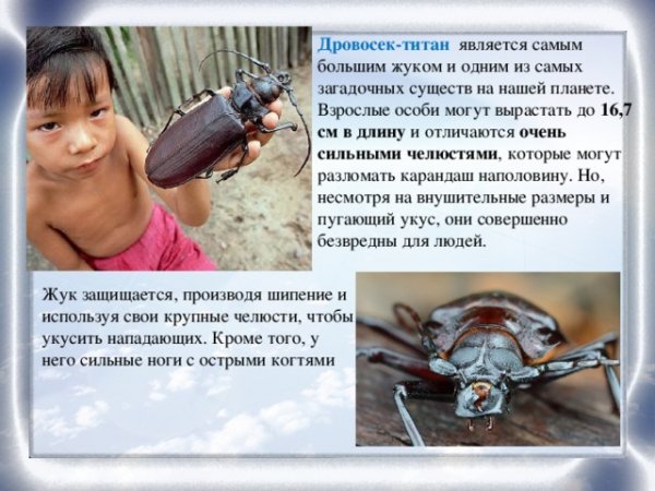 Дровосек - титан