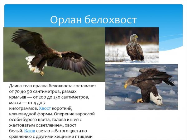 Орлан-белохвост