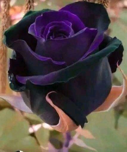 FB IMG 15911085887761431