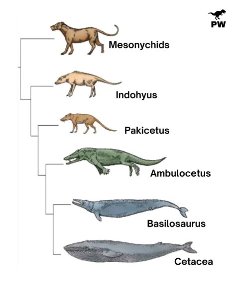 Киты Предки