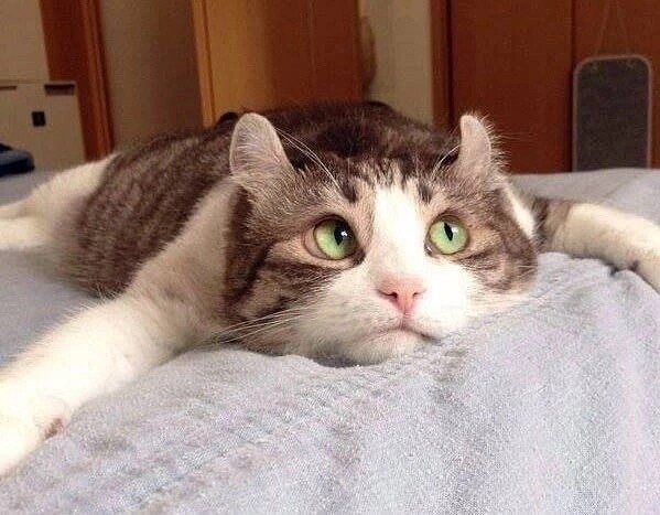 Котэ