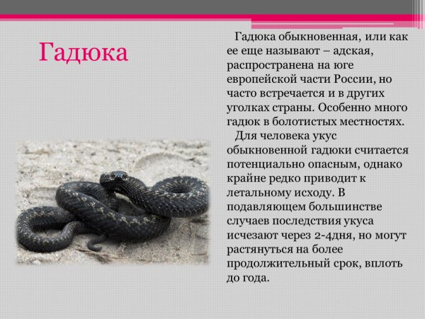 Гадюка