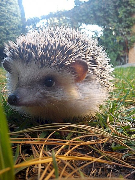 how-to-be-a-good-owner-of-a-hedgehog-with-pictures.-6
