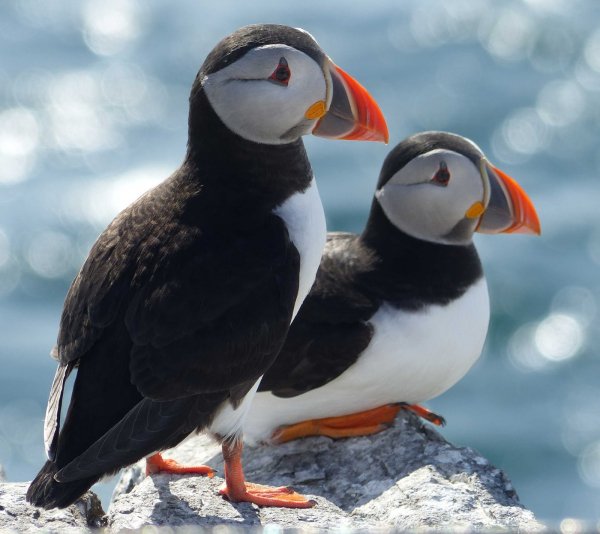 Ипатка Врангеля