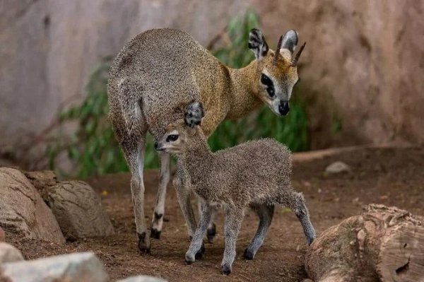 Антилопа-прыгун