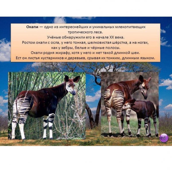 Окапи