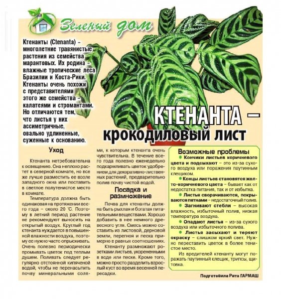 Крокодиловый лист