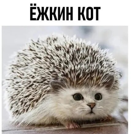 Ёжкин кот)