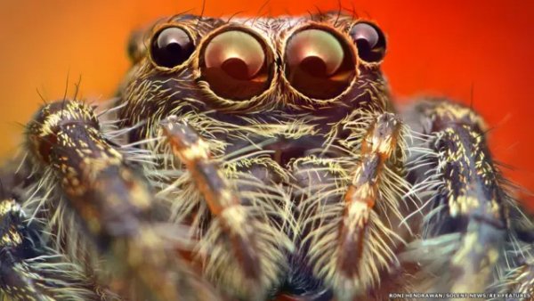 rexfeatures spiders-2