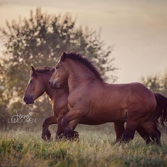 Horses love
