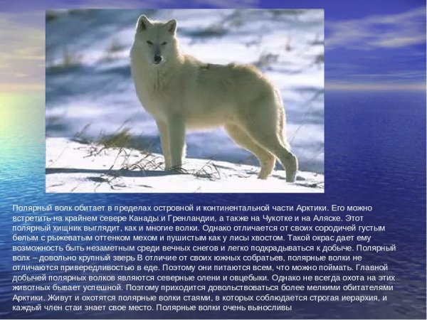 Полярный волк