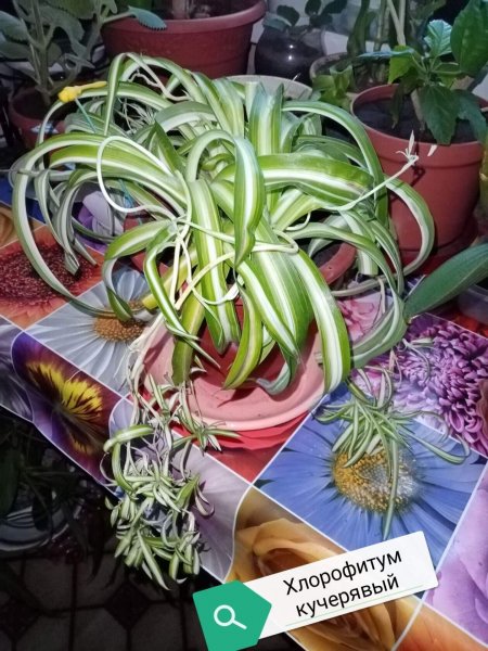 Хлорофитум Бони