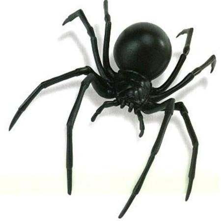 Black spider